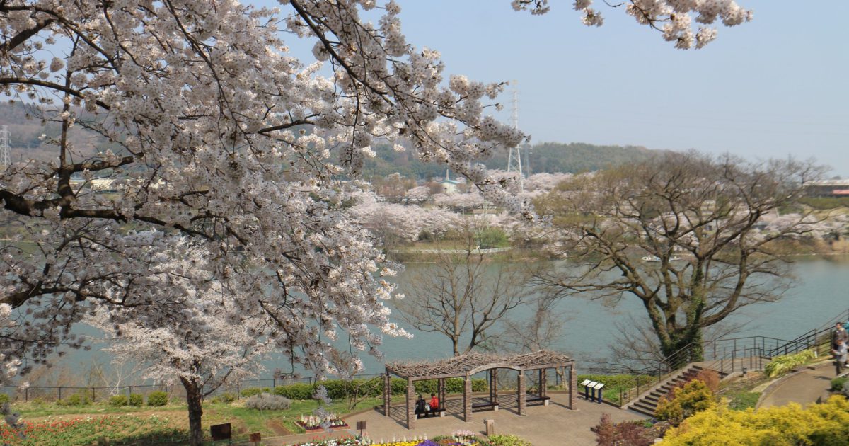 今年のお花見スポットはもう決めた 相模原で開催される桜まつり I M Home Sagamihara アイムホーム相模原 相模原のライフスタイルマガジン By美都住販