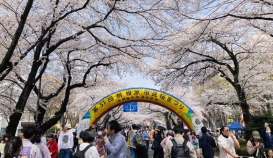 相模原市民桜まつり