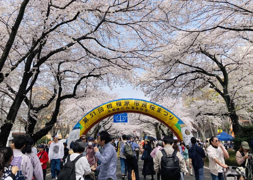 相模原市民桜まつり