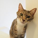 美都住販 猫と暮らす家