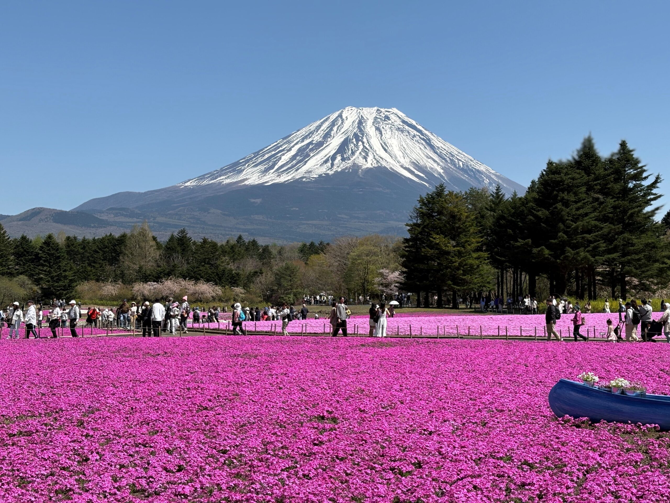 おめでたい話題ラッシュ🌸