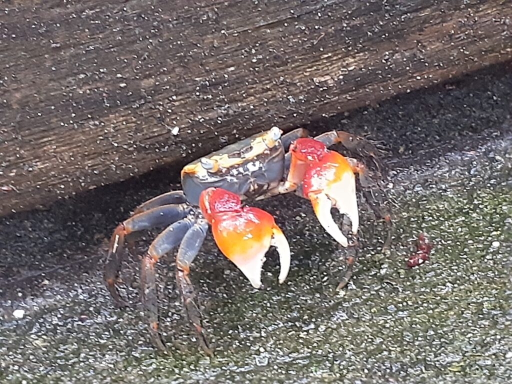 ブログ