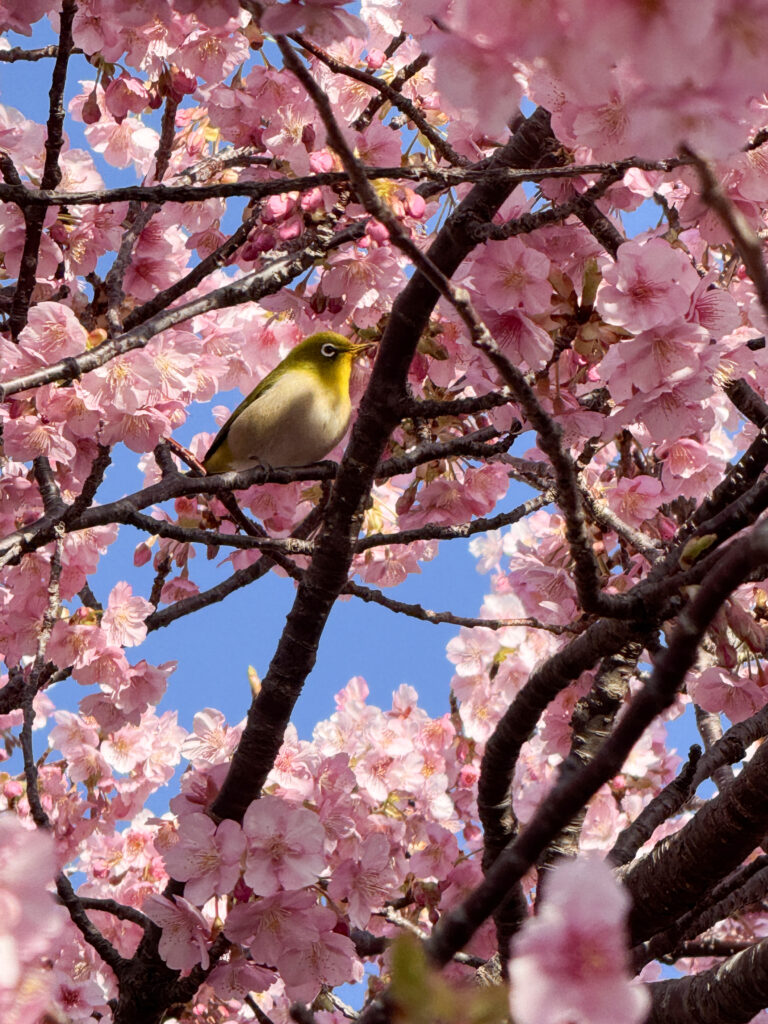 河津桜とメジロ_2