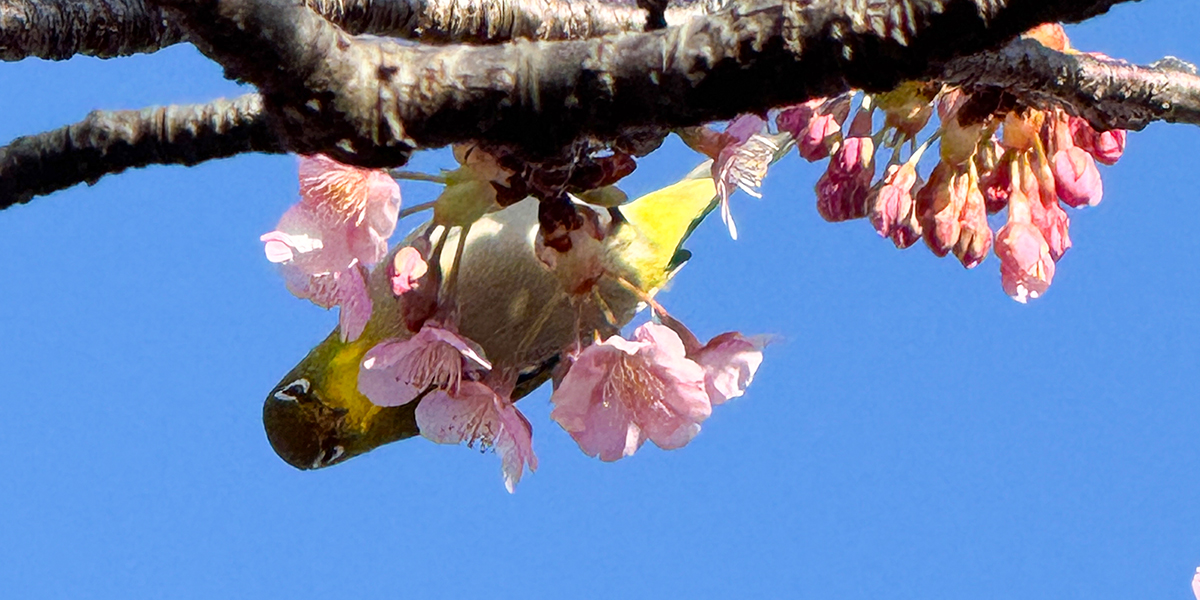 春の風に誘われて🌸「相模原市民桜まつり」出店のお知らせと、ひと足早い春便り