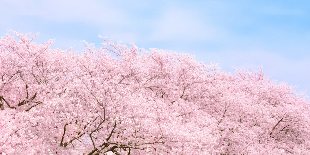 「第53回 相模原市民桜まつり」飲食ブース出店のお知らせ