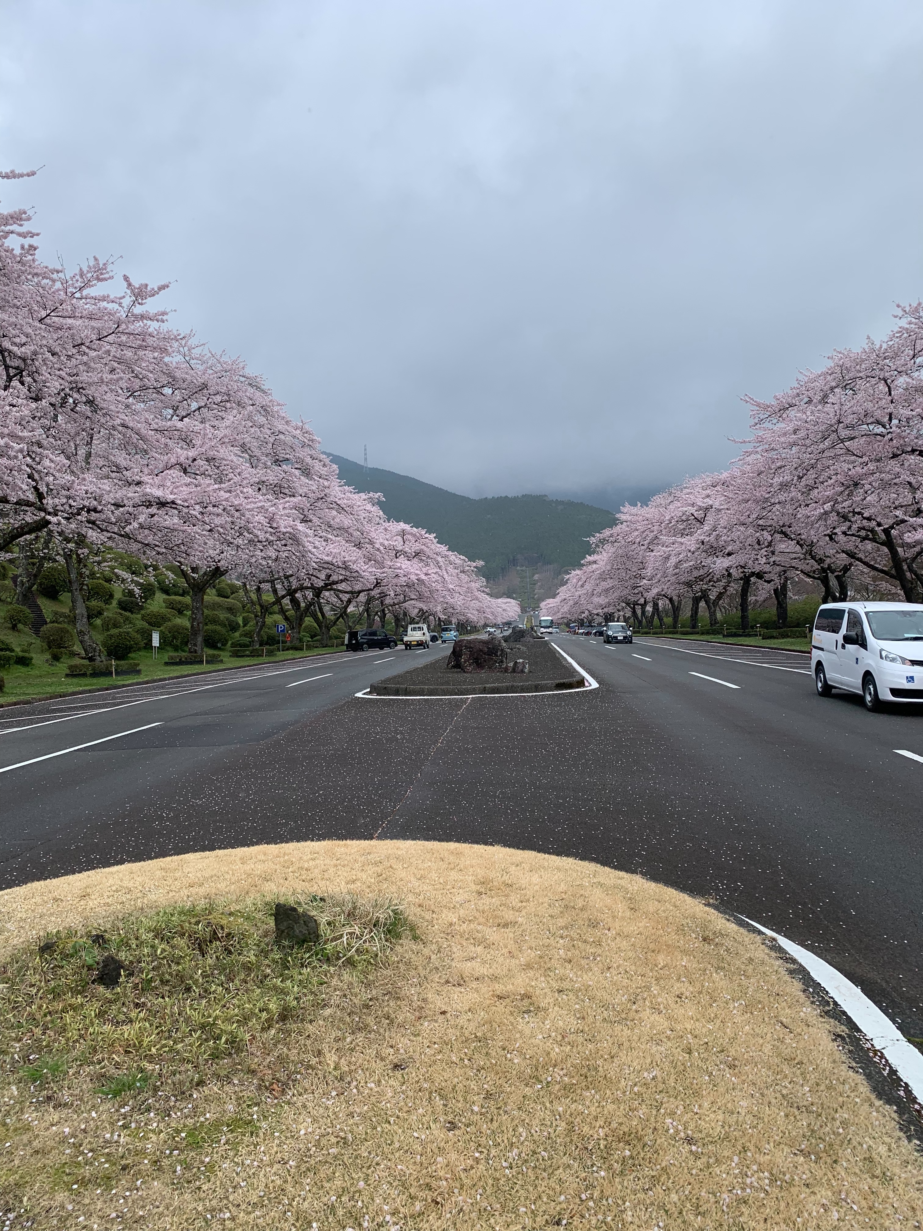 桜アゲイン