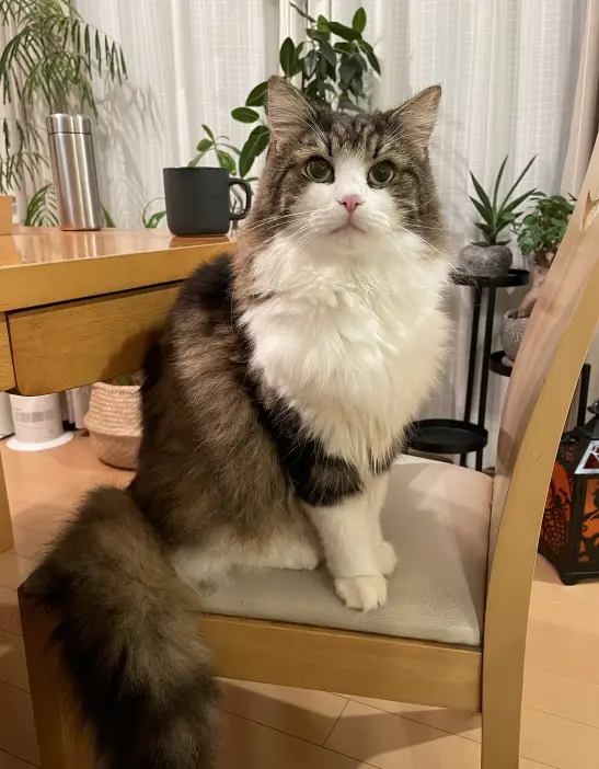 ブログ
